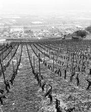 Cave de l'Orlaya SA Bild 5