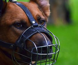 Hundeschule Wauschlau - Verhaltensanalysen Verhaltensanalyse für auffällige oder gefährliche Hunde: Ursachen erkennen, Wesen einschätzen und Strategien entwickeln. Grundlage für Training, Umgang und Vermittlung durch die Hundeschule Wauschlau.
