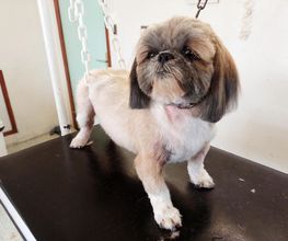 Absolument-Chien image 8