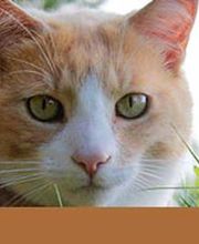 Gross- und Kleintierpraxis Geiser Biglen