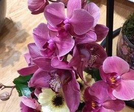 Des Fleurs En Plus image 10