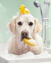 Animalis Compiègne image 1