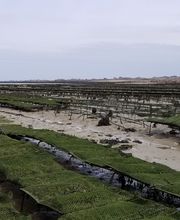 Bretagne Huîtres image 3