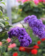 Gärtnerei Ludwig Leinauer Bild 2