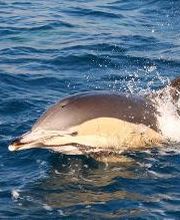 Turmares Tarifa imagen 7
