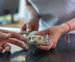 Tierklinik Rhenus AG Bild 9