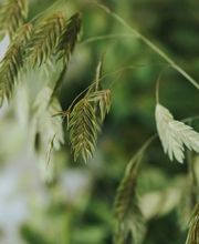 Fleurs du Coeur Bild 1