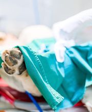 Kleintierpraxis im Moos AG Bild 4