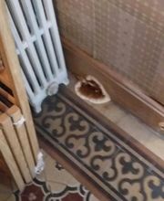 P2H Préservation Hygiène Habitat image 8