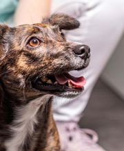 Tierarzt Dr. Jasmin Riemel Bonn