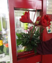 Gärtnerei Mohring Bild 4