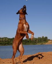 Rhodesian Ridgeback Züchter Bild 4