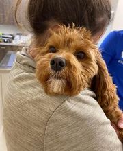 Nicholasville Road Animal Hospital image 11