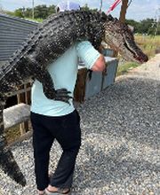 Carroll's Wildlife Taxidermy image 4