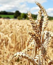 Picault Christophe image 1