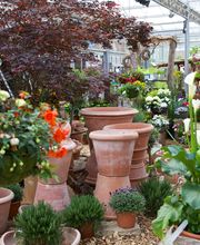 Gärtnerei Allemann GmbH Bild 4