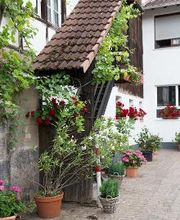 Gasthof zur Rose Bild 5