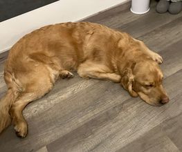 Silvis mobiler Hundefriseur Bild 5