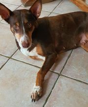 La fée croquettes image 1