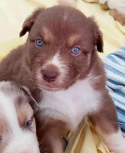 Elevage des Bois de Loge Borgne image 8