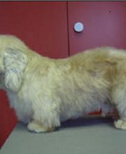 Hundesalon Dany Bild 6