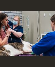 Cottleville Animal Hospital image 5