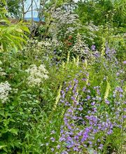 Wildblumendienst Bild 7