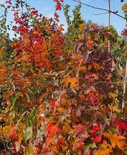 Garten Zeißlhof Bild 1