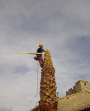 Arbre Oxygène SAS image 6