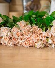 Garden & Nostalgia imagen 6