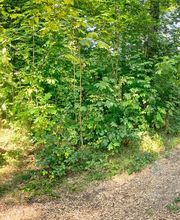 FriedWald Starzach Bild 6