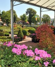 Grüner Holländer Berlin Bild 10