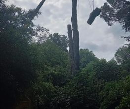 Forest Grimp image 1