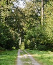 Der FriedWald Heiligenberg am Bodensee