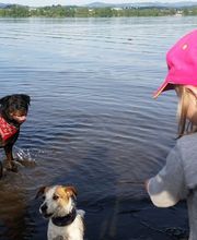 Hundeschule Zürioberland Bild 1