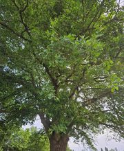 Mayenne Nuisibles 53 image 6