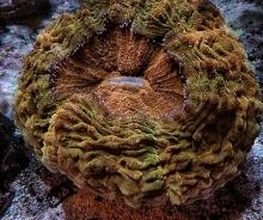 Aqua-Matrix Corals GmbH Bild 15