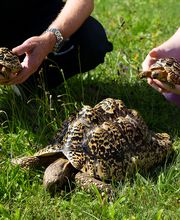 Dr. med. vet. Frey Artur Bild 11