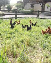 Les Volailles du Prieuré image 4