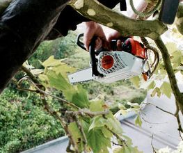 Baumdienst Will GmbH Bild 1