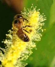 MIEL Y SOLO MIEL imagen 11