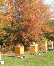 Autumn Morning Farm Beekeeping Supplies image 5
