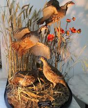 Lanaud Petot Virginie image 19