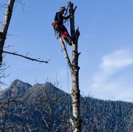 Occitanie Services Elagage