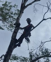 Borner Baumpflege & Gartengestaltung Bild 2