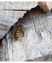 Gerling GmbH Schädlingsbekämpfung Bild 10