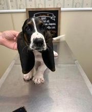 Brookhill Animal Hospital image 9