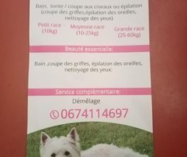 Le rêve des chiens image 4