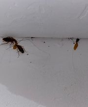 Dérat Guêpe 26 image 16