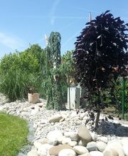 Schneider Garten Bild 13